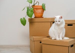 2026-07-Reds-Moving–BLOGMR3.7-Moving-with-Pets